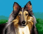 Kanwa z nadrukiem Owczarek Collie 5484 przed