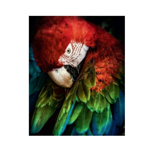 Diamond painting papuga